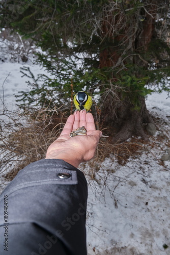 Winter forest, a person feeds a titmouse from their hand — a moment of trust between nature and humans.