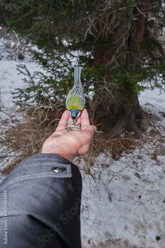 Winter forest, a person feeds a titmouse from their hand — a moment of trust between nature and humans.