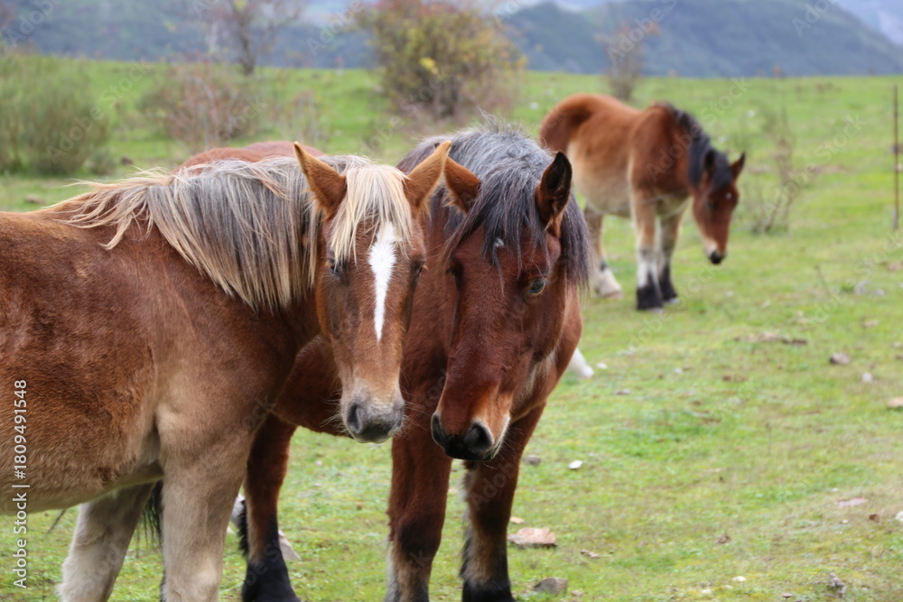 Fototapeta premium Caballo
