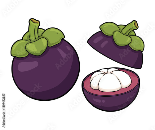 Mangosteen Vector Illustration, Queen of Fruits Whole and Opened Isolated on White Background