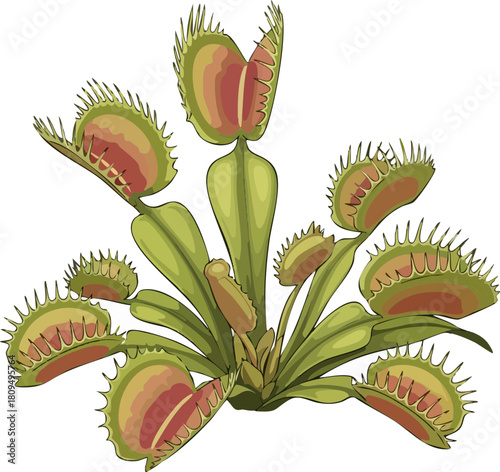 Unique Carnivorous Plant Illustration Isolated on White