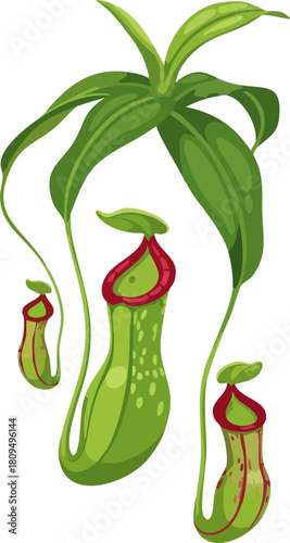 Illustration of carnivorous pitcher plants with dangling tendrils