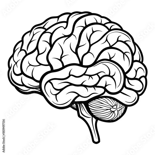 A simplified, line-art illustration of the human brain in profile, showcasing its intricate folds and the cerebellum.