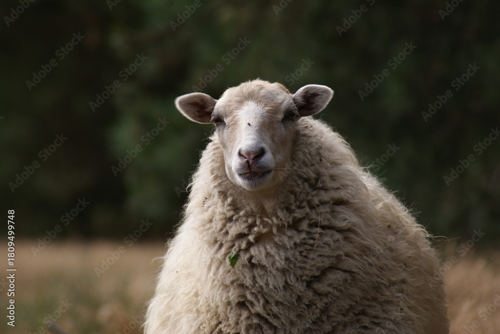 Fototapeta premium Urocze stadko owiec w typie merynosów spotkane podczas pieszej wędrówki.