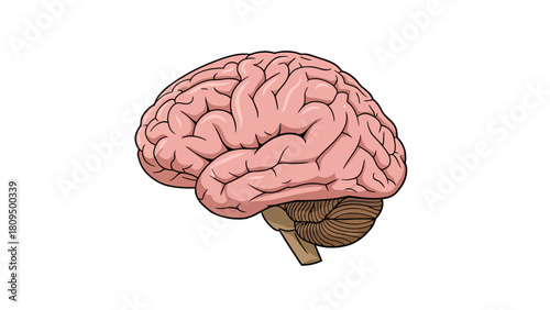 Anatomical illustration of a human brain with cerebellum