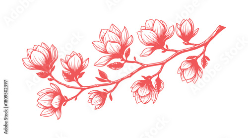 Artistic hand-sketched magnolia branch with flowers, perfect for design elements on a white background.