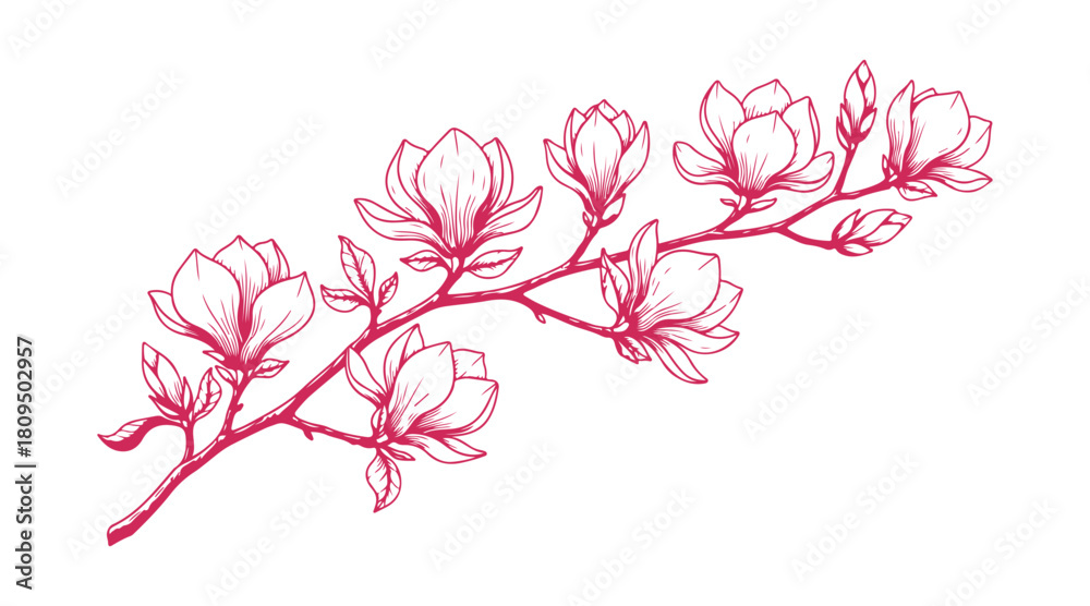 Naklejka premium Magnolia flowers on a branch, drawn by hand as a vector outline for decorative design.
