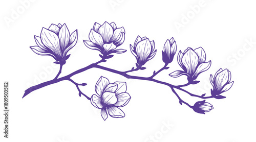 Sketch illustration of a magnolia blossom branch in vector style on a clean white backdrop.