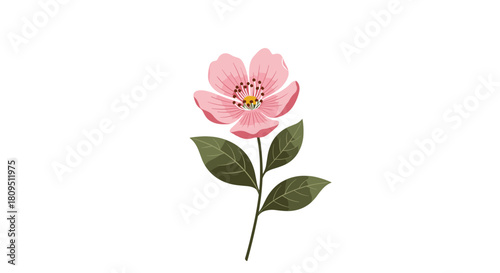 A beautiful and delicate watercolor illustration of a single blooming pink flower with dark green leaves and a slender stem.