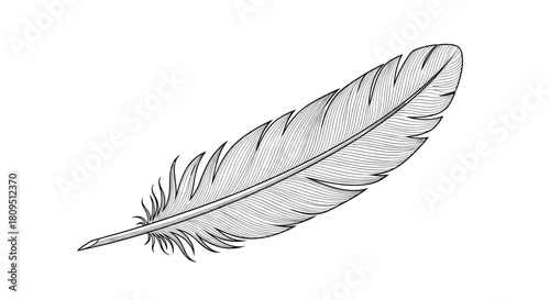 A highly detailed black and white feather illustration in a classic vintage engraving or woodcut style on a white background.