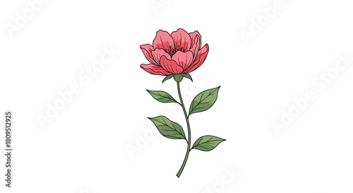 Simple and elegant hand-drawn red flower with a green stem and leaves in a beautiful botanical illustration style.