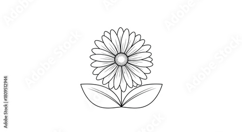 Symmetrical black and white line drawing of a daisy or sunflower with detailed petals and two leaves for a coloring page.
