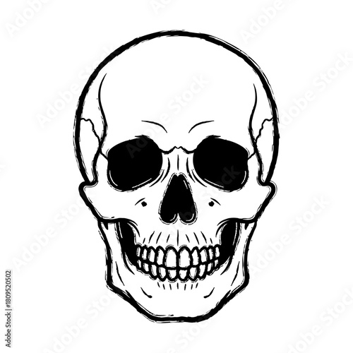 Skull Illustration with Brush Stroke Style on White Background