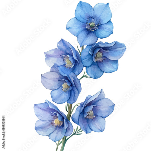 Delphinium Flower, watercolor illustration vector, isolated on a white background.