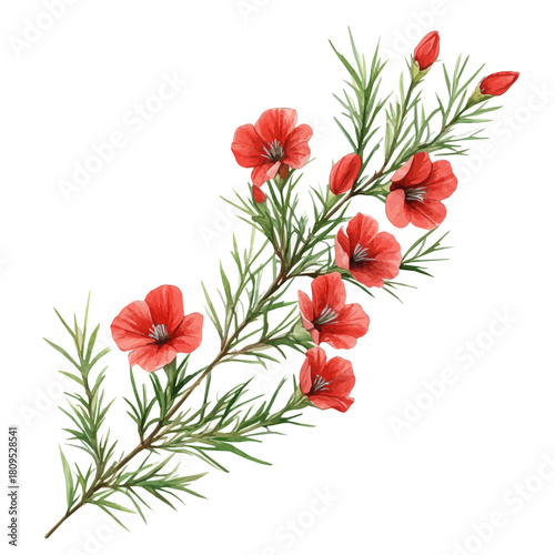 Cypress Vine Flower, watercolor drawing vector, isolated on a white background.