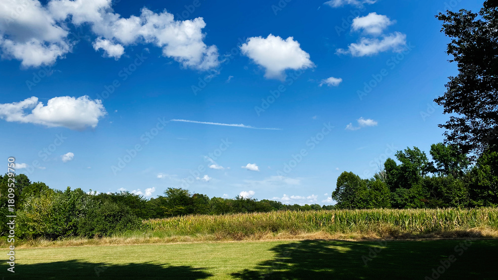 Obraz premium Sunny Day in Southern Illinois Farmland Under a Clear Blue Sky with Cornfield and Trees