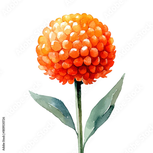 Craspedia Flower, watercolor vector, isolated on a white background.