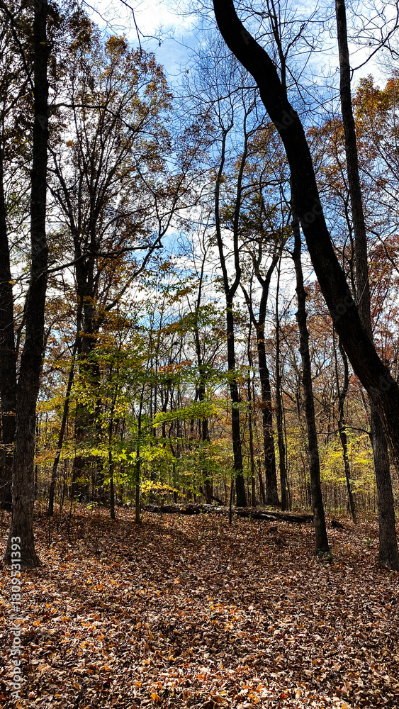 Naklejka premium Autumn forest in Southern Illinois with tall trees and colorful fallen leaves under a blue sky