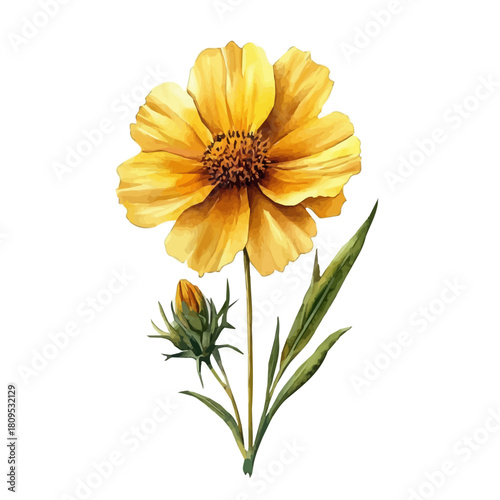 Coreopsis Flower, watercolor vector, isolated on a white background.