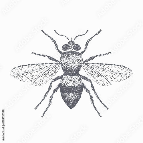 Halftone stipple illustration of a fly with grainy dotwork.