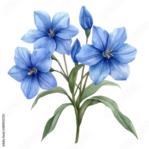 Chionodoxa Flower, watercolor painting vector, isolated on a white background.
