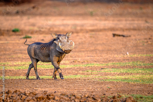 Warthog