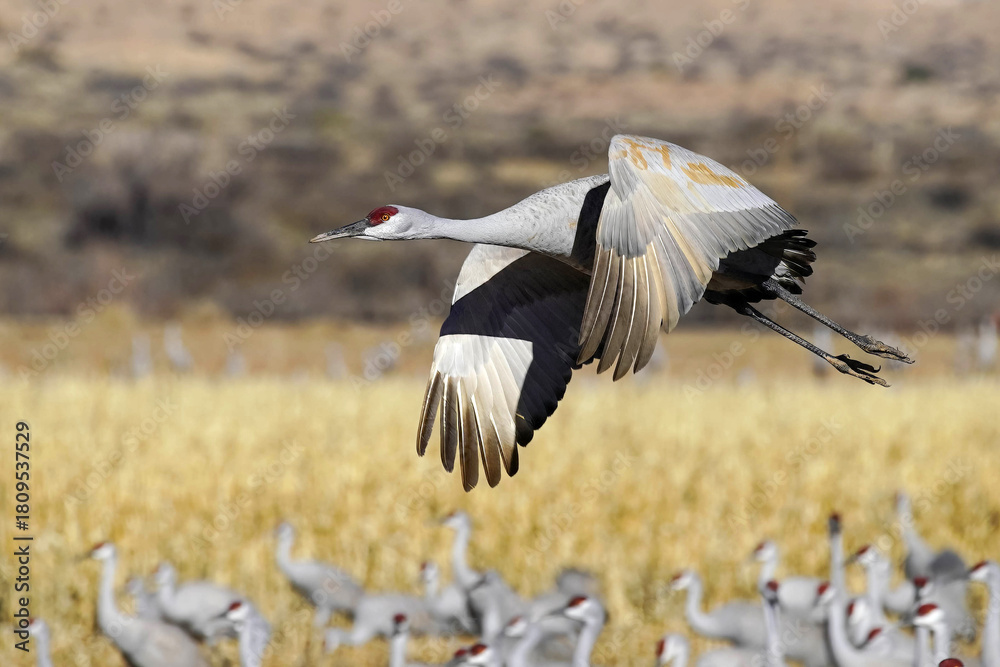 Fototapeta premium Sandhill Cranes - New Mexico