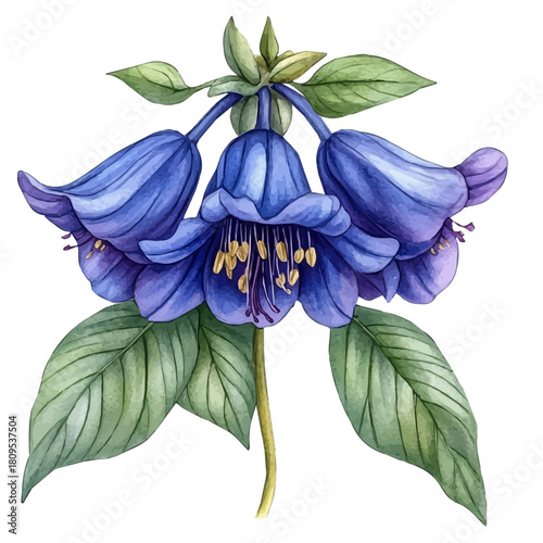 Cerinthe Flower, watercolor drawing vector, isolated on a white background.