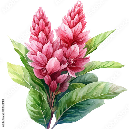 watercolor vector of Celosia Flower, isolated on a white background.
