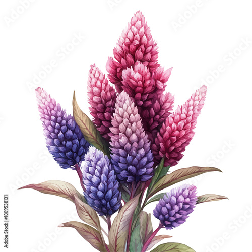 Celosia Flower, watercolor painting vector, isolated on a white background.