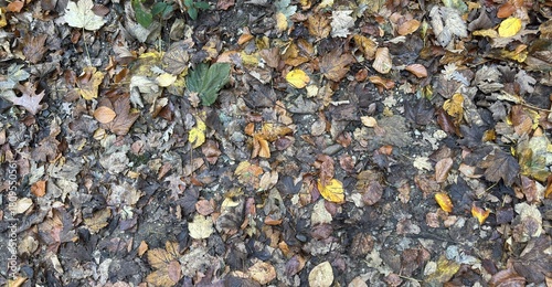 Wallpaper Mural Fallen Leaves in the Forest Torontodigital.ca