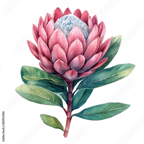 watercolor vector of Protea Flower, isolated on a white background.