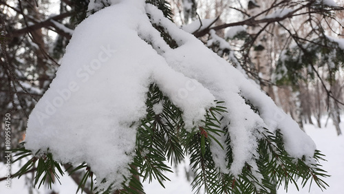 snow covered tree
