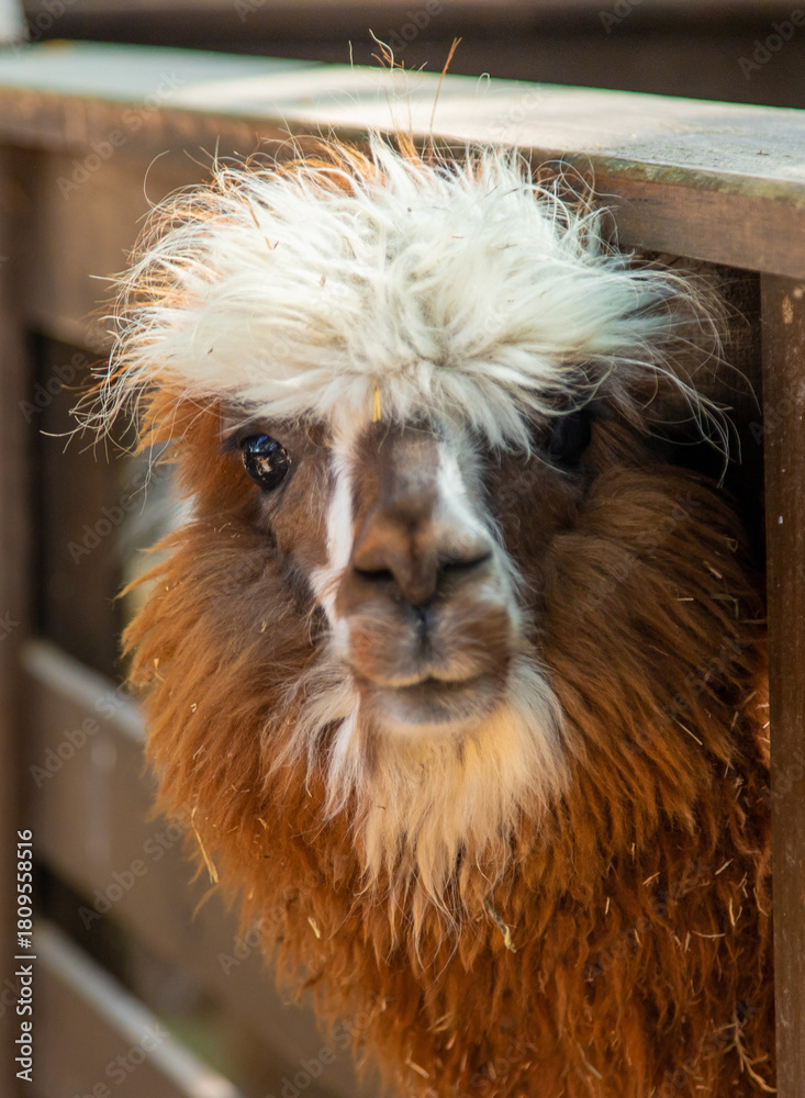 Naklejka premium Big llama in the zoo. Selective focus.