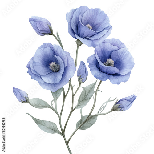 Lisianthus Flower, watercolor vector, isolated on a white background.