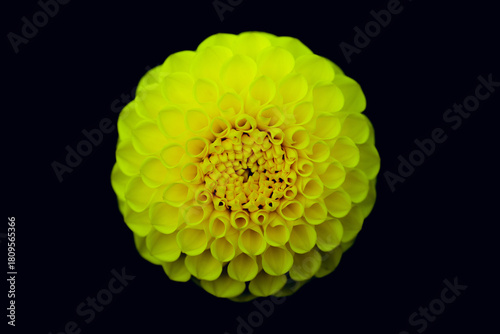 Dahlia