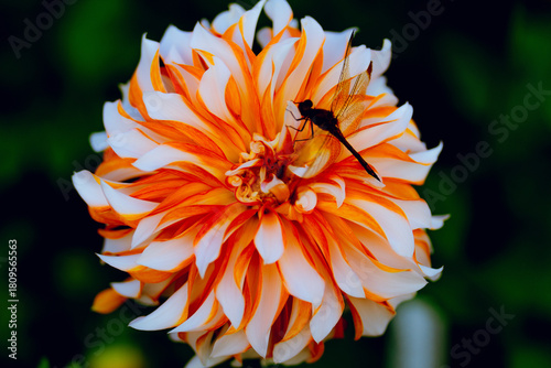 Dahlia and a dragonfly