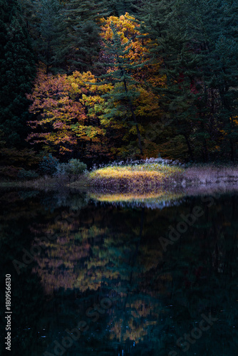 autumn leaves