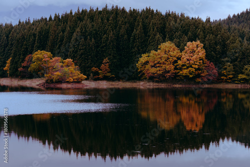 autumn leaves