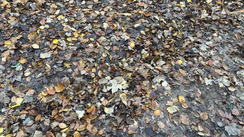 Wallpaper Mural Fallen Leaves in the Forest Torontodigital.ca