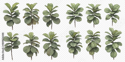 Collection of various Ficus lyrata plants, commonly known as fiddle-leaf fig, isolated on a white background.
