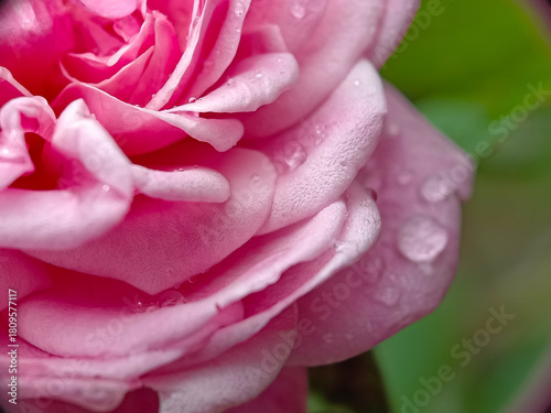 Macro Close-up of Pink Rose Petals Adorned with Raindrops