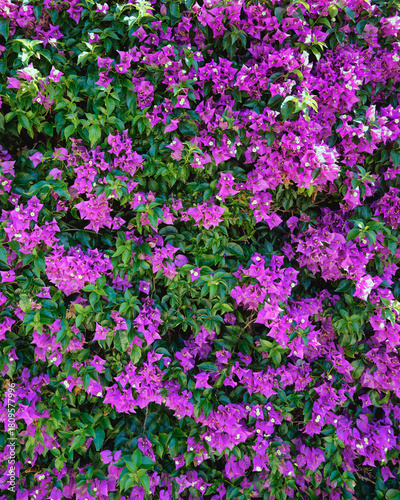 Vibrant purple bougainvillea flowers blooming in a dense wall pattern in Marmaris Turkey creating a natural floral background for summer design