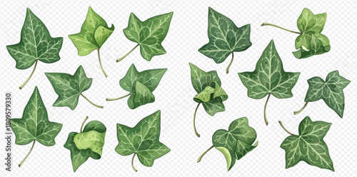 Watercolor illustration of various green ivy leaves on a transparent background, showcasing different shapes and shades of foliage.