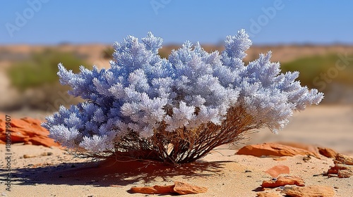 A unique desert plant with frosty blue leaves and brown stems grows among orange rocks on sandy ground, showcasing the rare beauty and contrast of a cold winter morning in an arid landscape.