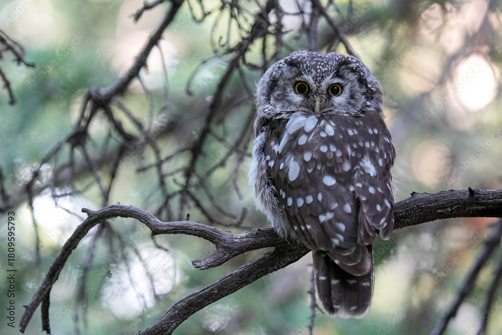 Fototapeta premium Boreal Owl - Colorado