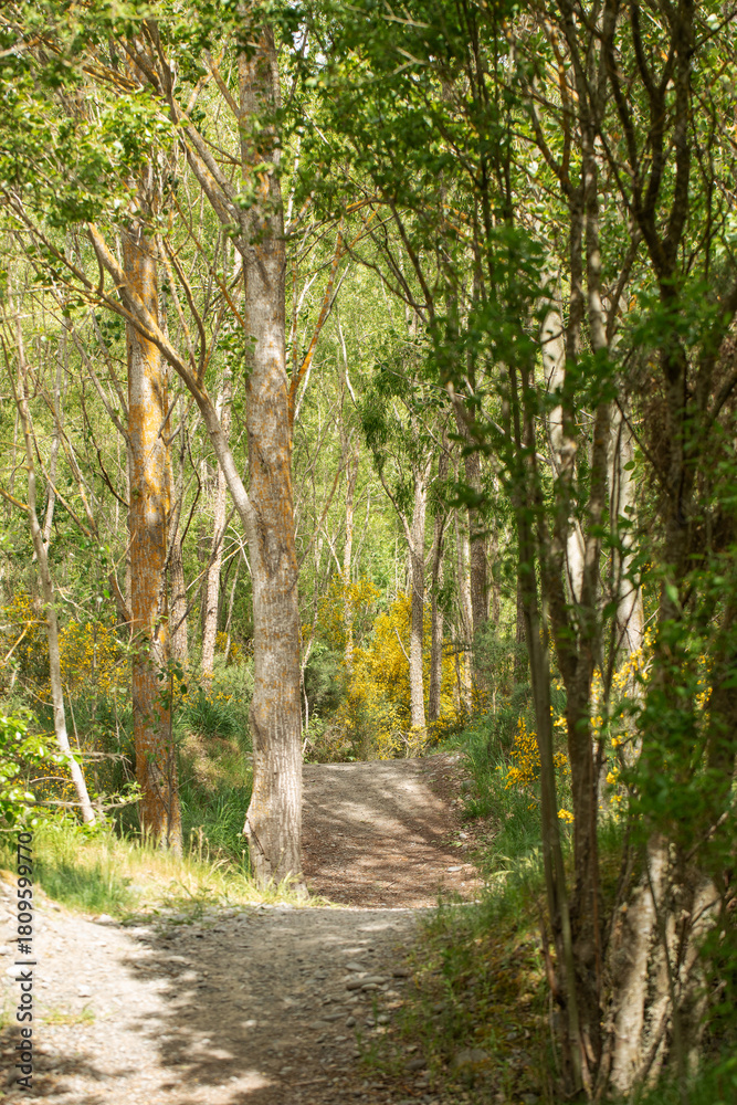 Fototapeta premium expansive gorselined countryside pathway, sunny grassy trail perfect for exercise and exploration