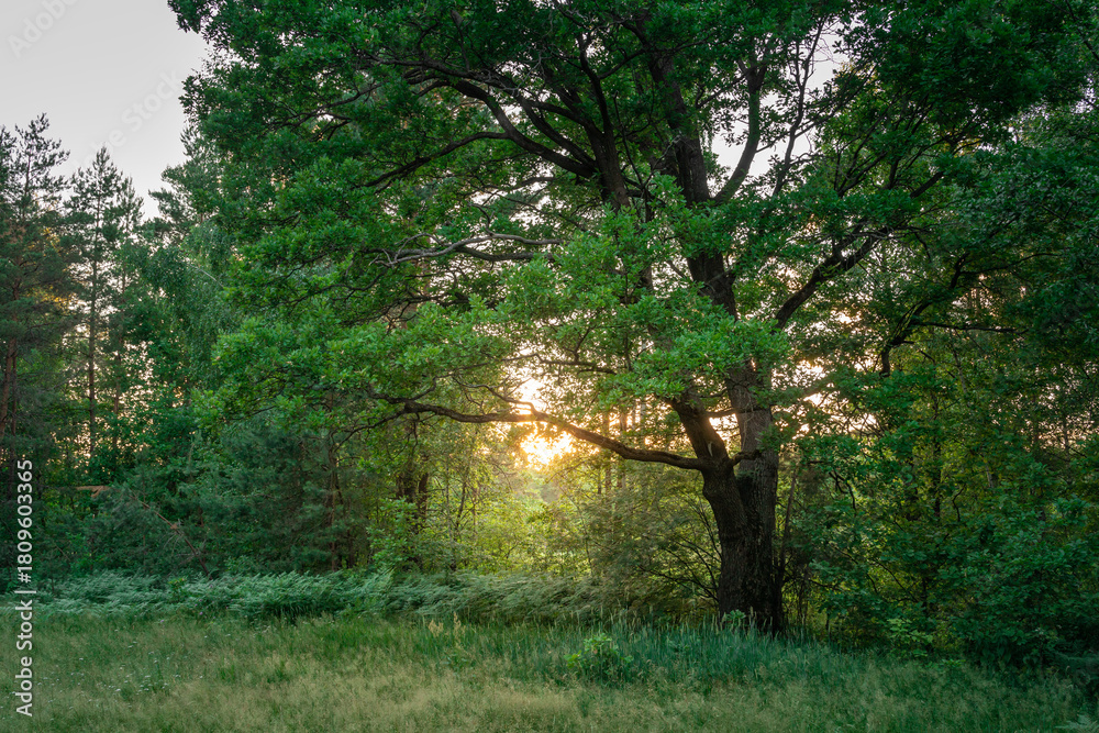 Obraz premium Large tree with a sun shining through its leaves