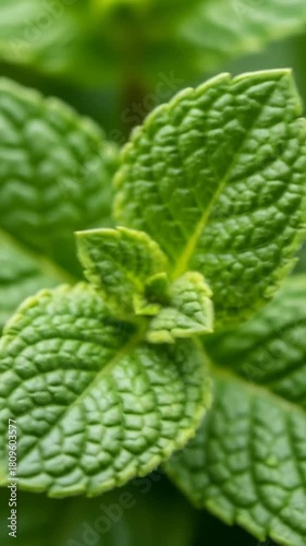 Fresh mint leaves gently swaying, creating a refreshing culinary herb garden scene, perfect for healthy recipes and natural wellness themes.