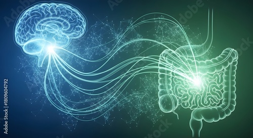 Illustration of gut-brain axis showing neural connections between brain and intestines.